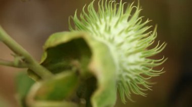 Datura Stramonyum Meyve / Dikenli Elma