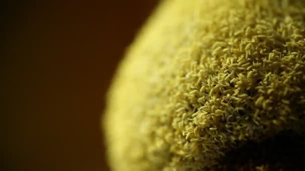 印度药用水果特写镜头 — 图库视频影像