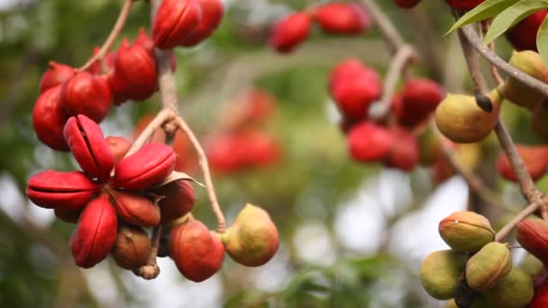 Indian Medicated Fruit Een Boom — Stockvideo