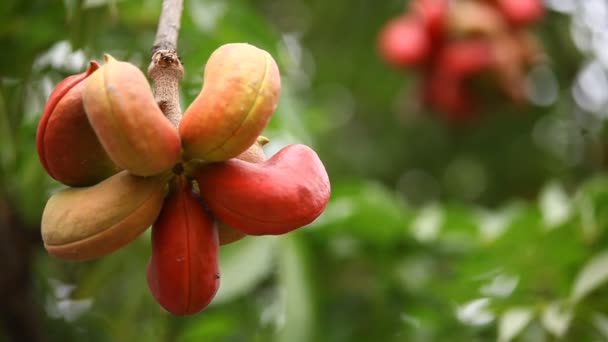 Ινδικά Φάρμακα Φρούτα Ένα Δέντρο — Αρχείο Βίντεο