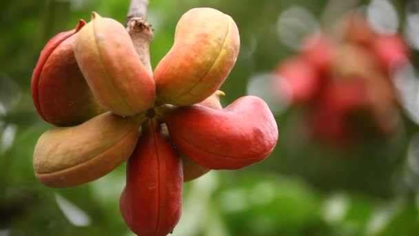 Ağaçtaki Hint Laçlı Meyveleri — Stok video