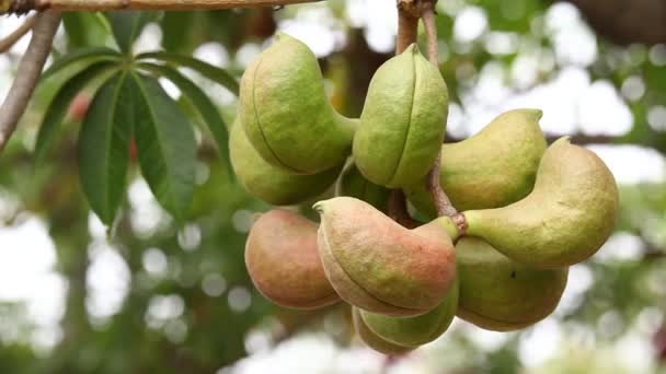 木の上のインドの薬用フルーツ — ストック動画