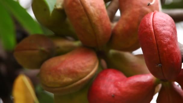 Ağaçtaki Hint Laçlı Meyveleri — Stok video