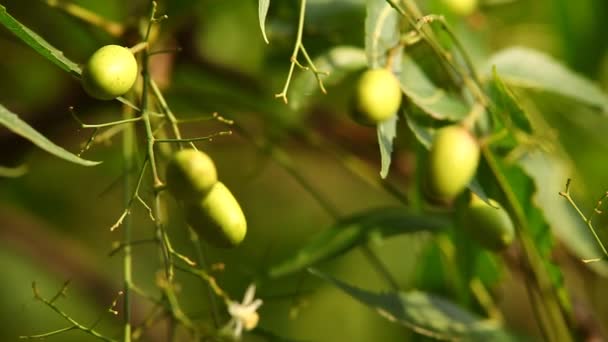 Neem Tree Semințe — Videoclip de stoc