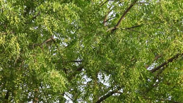 種のあるニームの木 — ストック動画