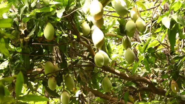 Gröna Mangon Mango Träd — Stockvideo