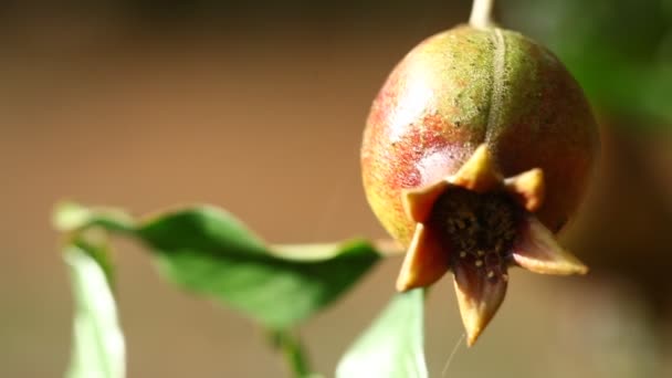 Granatapfelfrucht Auf Dem Baum — Stockvideo