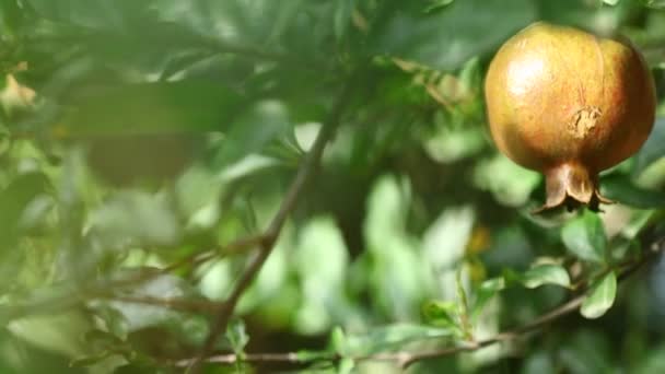 Pomegranate Fruit Tree — Stock Video