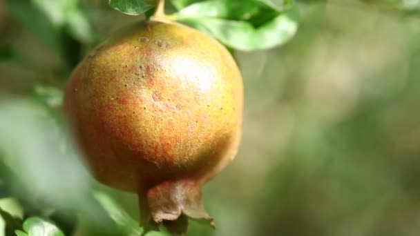 Fruto Romã Árvore — Vídeo de Stock