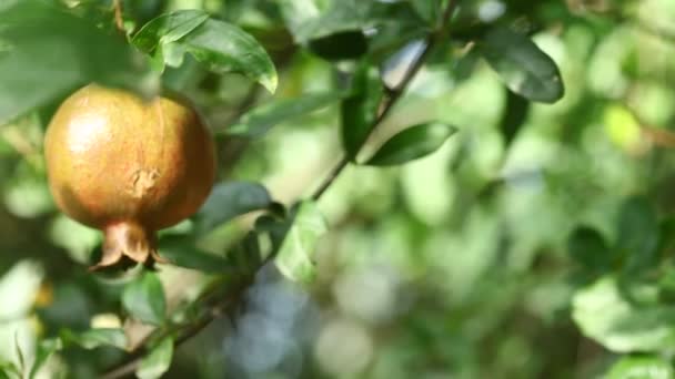 Granatapfelfrucht Auf Dem Baum — Stockvideo