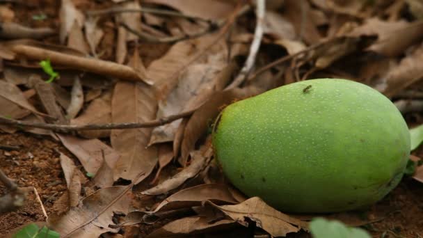 Mango Dañado Jardín — Vídeos de Stock