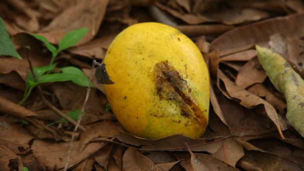 Uszkodzone Mango Ogrodzie — Wideo stockowe