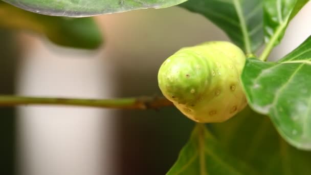 Jack Fruta Árbol Naturaleza — Vídeos de Stock