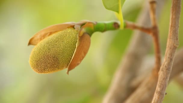 Jack Φρούτα Στο Δέντρο Στη Φύση — Αρχείο Βίντεο