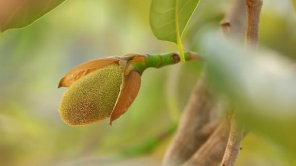 Doğadaki Ağaçtaki Jack Meyvesi — Stok video