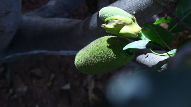 Jack Owoce Drzewie Przyrodzie — Wideo stockowe