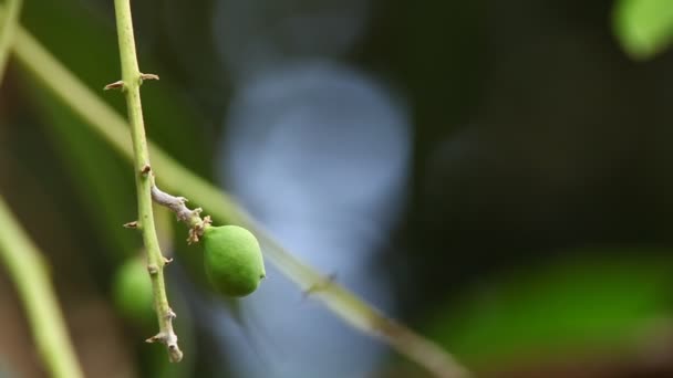 Mango Ağacında Yeşil Mangolar — Stok video