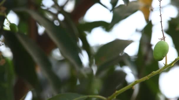 芒果树上的青芒果 — 图库视频影像