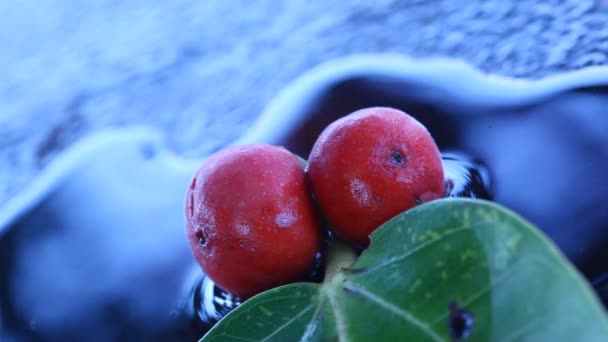 木の上のインドの薬用フルーツ — ストック動画