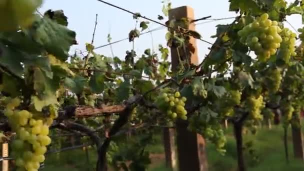 Ogród Winogronowy Indiach — Wideo stockowe