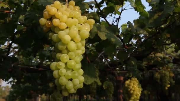 Сад Винограда Индии — стоковое видео