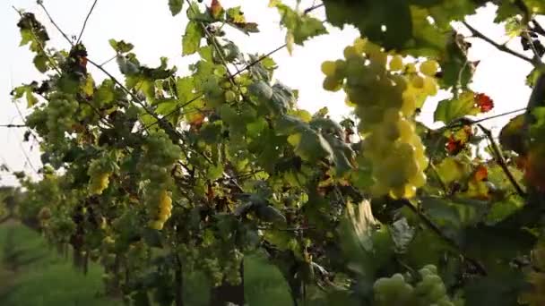 Grape Garden India — Stock Video