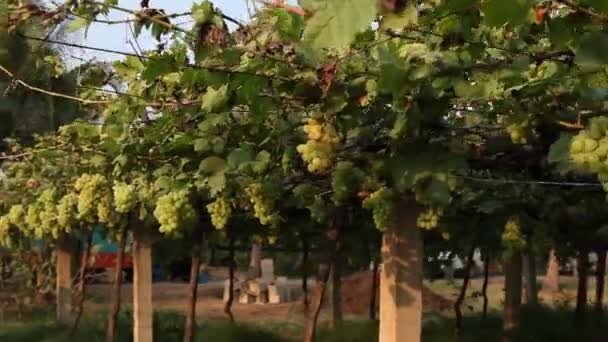 インドのブドウ園 — ストック動画