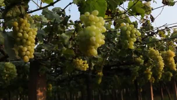 Виноградний Сад Індії — стокове відео