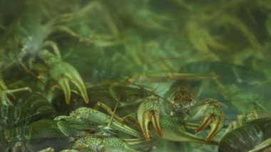 Bitkisel olmayan deniz ürünleri üretimi