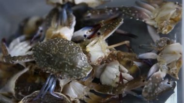 Bitkisel olmayan deniz ürünleri üretimi