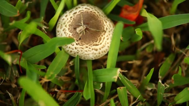 森林里的蘑菇 — 图库视频影像