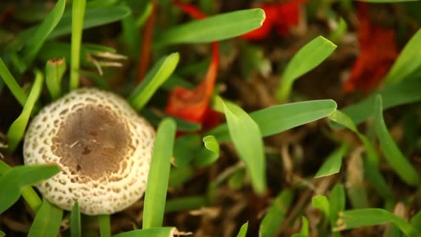 森林里的蘑菇 — 图库视频影像