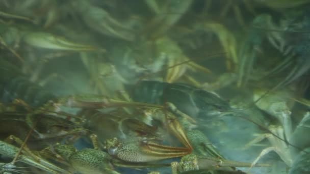 非植生の海の食品の製造 — ストック動画