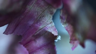 Soğan Derisi Aşırı Yakın