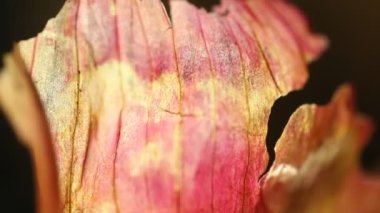 Soğan Derisi Aşırı Yakın