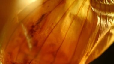 Soğan Derisi Aşırı Yakın