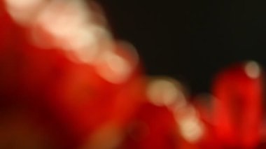 Nar tohumları yakındır.