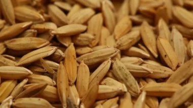 Pirinç değirmeninde çeltik tohumları