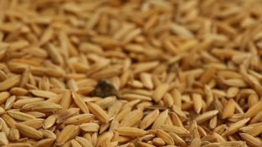 Pirinç değirmeninde çeltik tohumları