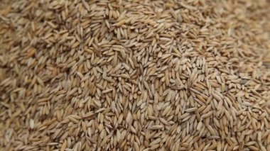 Pirinç değirmeninde çeltik tohumları