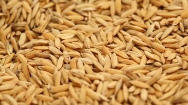 Pirinç değirmeninde çeltik tohumları