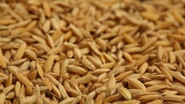 Değirmende çeltik tohumu