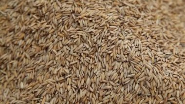 Değirmende çeltik tohumu