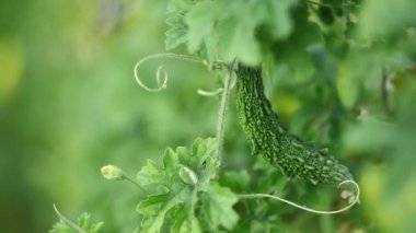 Sebzeler. Acı kabak. Yakın plan.