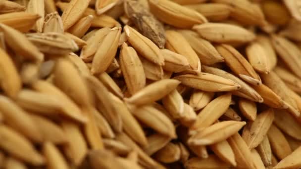 Pirinç Değirmeninde Çeltik Tohumları — Stok video