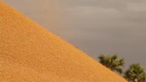 Paddy Samen Der Reismühle — Stockvideo