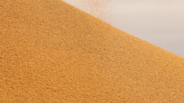 Paddy Nasiona Młynie Ryżu — Wideo stockowe