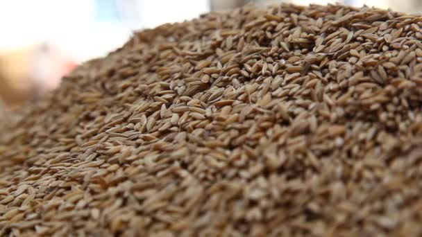 Σπόροι Paddy Εργοστάσιο Ρυζιού — Αρχείο Βίντεο
