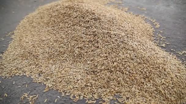 Σπόροι Paddy Εργοστάσιο Ρυζιού — Αρχείο Βίντεο
