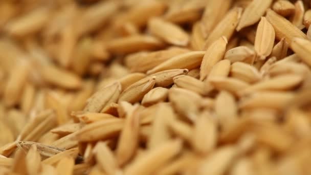 Семена Пэдди Рисовой Фабрике — стоковое видео
